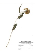 藏品(田代氏澤蘭)的圖片